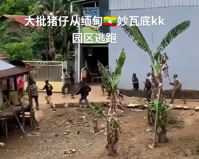 星全身照腿部伤痕惊心更多受害家属发声m6米乐app营救神速！泰方公布星(图5)
